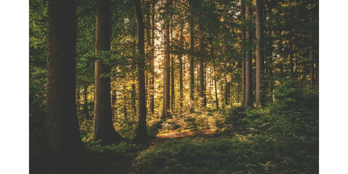 Grundstück Wollomoos Wollomoos - 59.990&euro; | Angebot:20679331