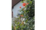 Einfamilienhaus Aindling - 3 Zimmer, 120 m&sup2;, 490.000&euro; | Angebot:26929434